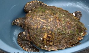 Hawksbill turtle saved